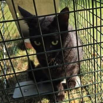 Nina -  Domestic Short Hair Cat for Adoption in Bristol, Indiana - Nina | PetCurious