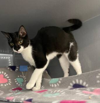 Tiffany -  Domestic Short Hair Cat for Adoption in Spring Brook, New York - Tiffany | PetCurious