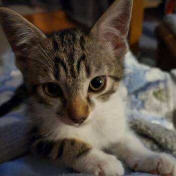 Rescue Domestic Short Hair Cats for Adoption in Prescott, Arizona - Jordan | PetCurious