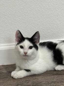 Rescue Domestic Short Hair Cats for Adoption in Sherwood, Oregon - Shaday | PetCurious