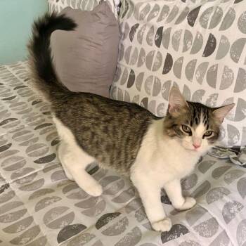Rescue Tabby and Domestic Medium Hair Cats for Adoption in Tulsa, Oklahoma - Brodie | PetCurious