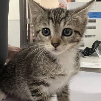 Emmett -  Domestic Short Hair Cat for Adoption in Tampa, Florida - Emmett | PetCurious