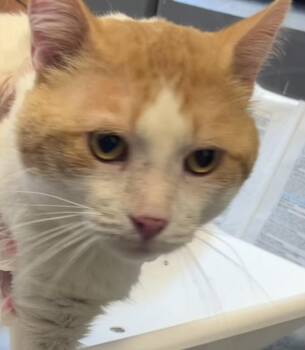 Cole -  Domestic Short Hair Cat for Adoption in Salt Lake City, Utah - Cole | PetCurious