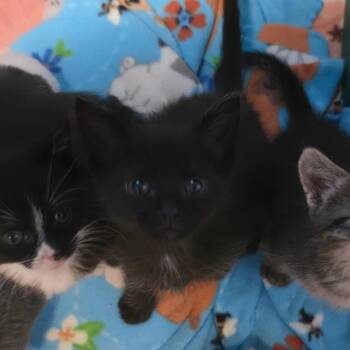 Thing One -  Domestic Short Hair Cat for Adoption in Columbia, Missouri - Thing One | PetCurious