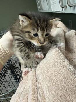 MIGUEL -  Domestic Short Hair Cat for Adoption in Jacksonville, Florida - MIGUEL | PetCurious