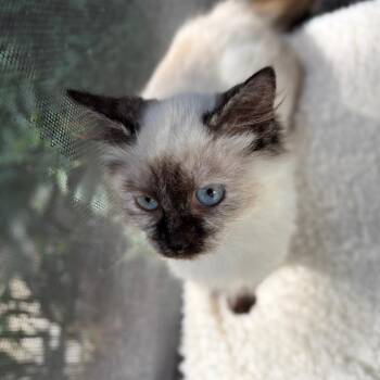 Florence -  Siamese and Domestic Long Hair Cat for Adoption in Lexington, Kentucky - Florence | PetCurious