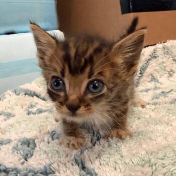 Jayden -  Domestic Short Hair Cat for Adoption in Evensville, Tennessee - Jayden | PetCurious