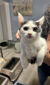 Rescue Domestic Short Hair Cats for Adoption in Westbury, New York - Spanky Cypress | PetCurious