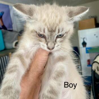 Rescue Domestic Medium Hair Cats for Adoption in Blackfoot, Idaho - Sonny | PetCurious