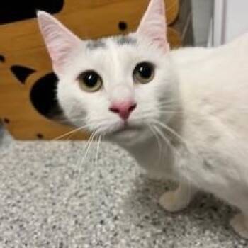 Rescue American Shorthair Cats for Adoption in Scituate, Massachusetts - Rosie | PetCurious