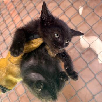 Cannoli -  Domestic Short Hair Cat Available for Adoption in Edinburg, Texas - Cannoli | PetCurious