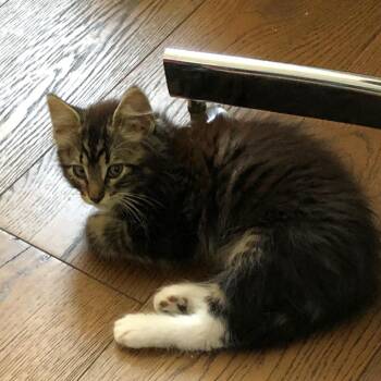 Barney -  Domestic Medium Hair Cat for Adoption in Santa Rosa, California - Barney | PetCurious