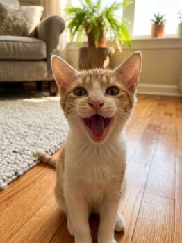 Rusty -  Domestic Short Hair Cat for Adoption in Antioch, California - Rusty | PetCurious