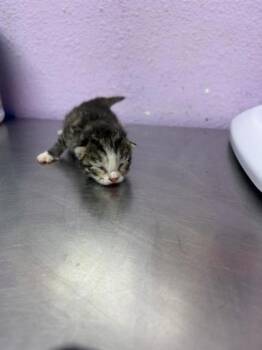 61776505 -  Domestic Short Hair Cat for Adoption in El Paso, Texas - 61776505 | PetCurious