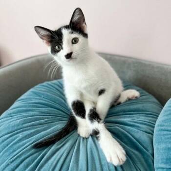 Granny Smith -  Domestic Short Hair Cat for Adoption in Wheaton, Illinois - Granny Smith | PetCurious