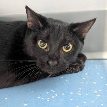 Ivy -  Domestic Short Hair Cat for Adoption in Watertown, New York - Ivy | PetCurious