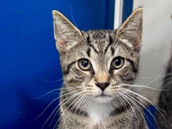 Habanero -  Tabby Cat for Adoption in Powell, Ohio - Habanero | PetCurious