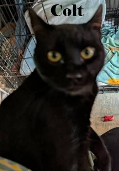 Colt -  Domestic Short Hair Cat for Adoption in Shawnigan Lake, British Columbia - Colt | PetCurious