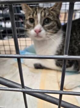 Rescue Domestic Short Hair Cats for Adoption in Westbury, New York - Perry Plainview | PetCurious