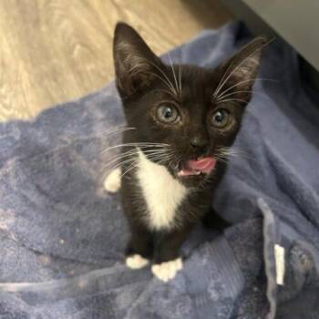 Angel Madonna -  Domestic Short Hair Cat for Adoption in Tampa, Florida - Angel Madonna | PetCurious