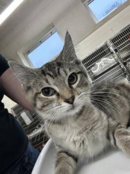 Evlagine -  Domestic Short Hair Cat for Adoption in Cincinnati, Ohio - Evlagine | PetCurious