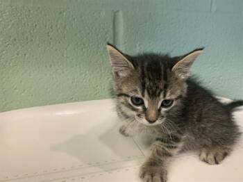 Domestic Short Hair Cats Available for Adoption in Grand Prairie, Texas - LELA | PetCurious