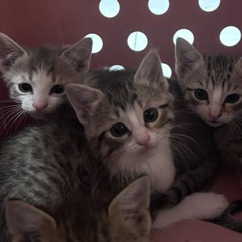 Domestic Short Hair Cats Available for Adoption in Philadelphia, Pennsylvania - Tuna | PetCurious