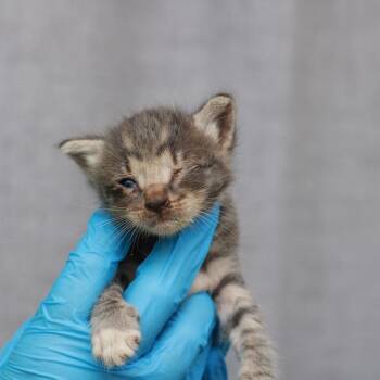 Ingus -  Domestic Medium Hair Cat for Adoption in Hattiesburg, Mississippi - Ingus | PetCurious