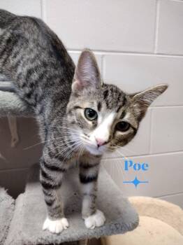 Poe -  Domestic Short Hair Cat for Adoption in Monroe, Ohio - Poe | PetCurious