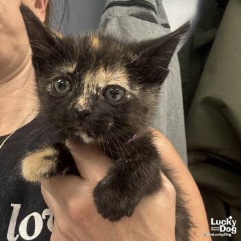 Domestic Short Hair Cats Available for Adoption in Washington, District Of Columbia - My Pinkie Pie | PetCurious