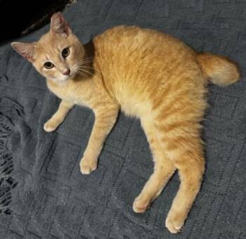 Domestic Short Hair Cats Available for Adoption - Knox | PetCurious