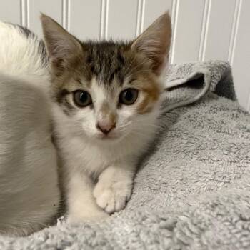 Penelope -  Domestic Short Hair Cat for Adoption in Pinellas Park, Florida - Penelope | PetCurious