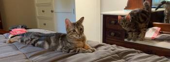 Master Copperfield (FCID# 07/01/26-2 BPS event) -  Tabby Cat for Adoption in Greenville, Delaware - Master Copperfield (FCID# 07/01/26-2 BPS Event) | PetCurious