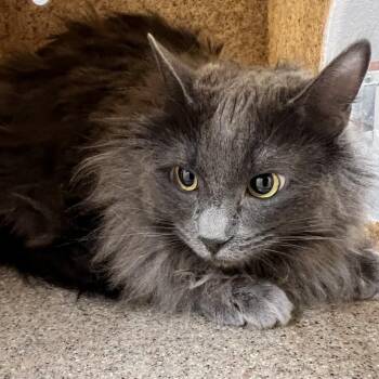 Domestic Medium Hair Cats Available for Adoption in Reno, Nevada - Navi | PetCurious
