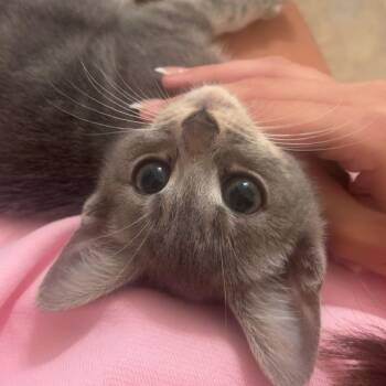 Princess -  Domestic Short Hair Cat for Adoption in Harrisonburg, Virginia - Princess | PetCurious