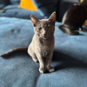 Baby Wasabi -  Domestic Short Hair Cat for Adoption in Plainfield, Illinois - Baby Wasabi | PetCurious