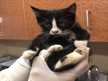 Rescue Domestic Short Hair Cats for Adoption in Rancho Cucamonga, California - GIA | PetCurious
