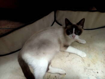 Rescue Snowshoe Cats for Adoption in San Antonio, Texas - ISADORA | PetCurious