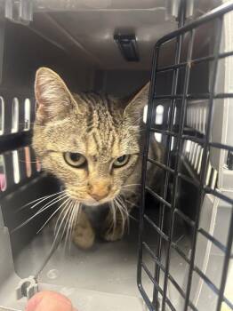 Domestic Short Hair Cats Available for Adoption - Coraline | PetCurious