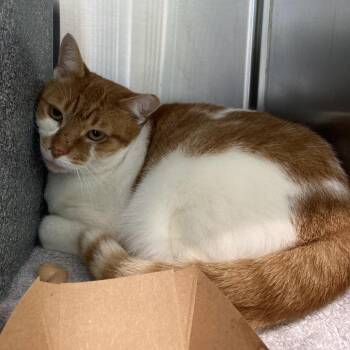 TOWER -  Domestic Short Hair Cat for Adoption in Greensboro, North Carolina - TOWER | PetCurious
