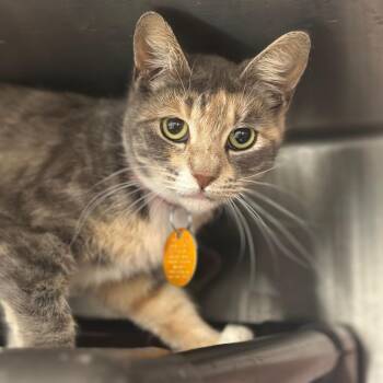 D47130 Ronette -  Domestic Short Hair Cat for Adoption in Port Washington, New York - D47130 Ronette | PetCurious
