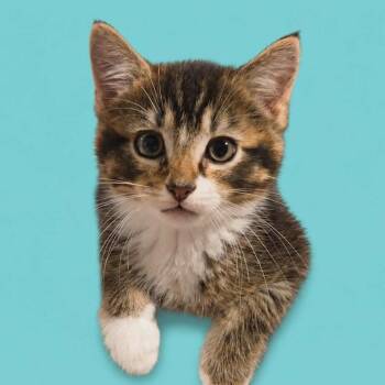 Sweet & Sour Sauce -  Domestic Short Hair Cat for Adoption in Fredericksburg, Virginia - Sweet & Sour Sauce | PetCurious