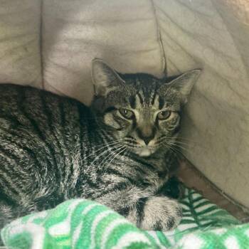 Sheila -  Domestic Short Hair Cat for Adoption in State College, Pennsylvania - Sheila | PetCurious