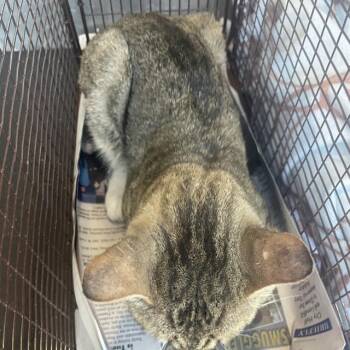 MARTY MCFELINE -  Domestic Short Hair Cat for Adoption in San Antonio, Texas - MARTY MCFELINE | PetCurious