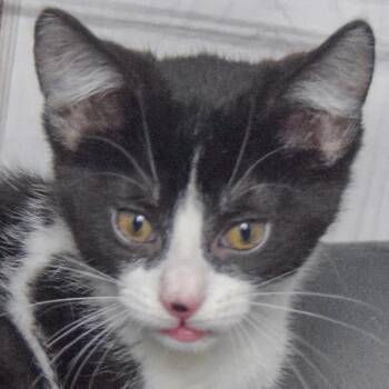 Crinkle -  Tuxedo and Domestic Short Hair Cat for Adoption in Huntley, Illinois - Crinkle | PetCurious