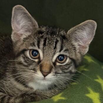 Cookie Cutter -  Domestic Short Hair Cat for Adoption in Chicago, Illinois - Cookie Cutter | PetCurious