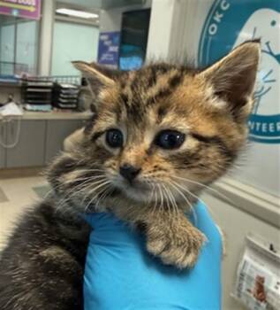 MATILDA -  Domestic Short Hair Cat for Adoption in Oklahoma City, Oklahoma - MATILDA | PetCurious
