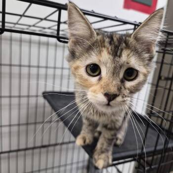 Trixie -  Domestic Medium Hair Cat for Adoption in Cleveland, Mississippi - Trixie | PetCurious