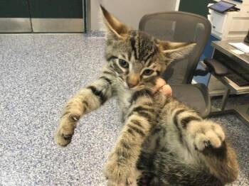 Domestic Short Hair Cats Available for Adoption in Thousand Palms, California - A1905600 | PetCurious