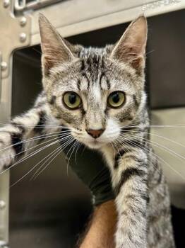 Mickey -  Domestic Medium Hair Cat for Adoption in Wichita, Kansas - Mickey | PetCurious